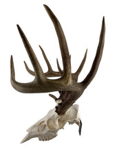 Load image into Gallery viewer, Grakksaw The Claw: Deer Skull Hangers
