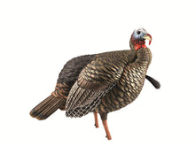 Load image into Gallery viewer, Avian-X HDR Jake Turkey Decoy with Multiple Head Positions